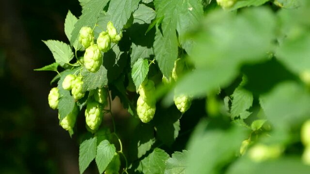 Hop cones ripen in the sun. Hop bush with leaves close-up. Beer production