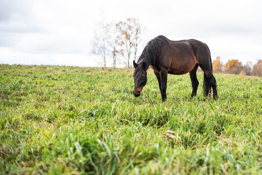 A dark brown horse grazes on pasture.