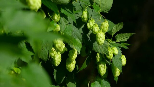 Hop cones ripen in the sun. Hop bush with leaves close-up. Beer production