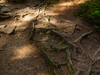 Scenic Trail full of roots in the middle of wooden coniferous forrest, surrounded by green grass on a Fall Evening in Carpathian Nature. Amazing pedestrian track in Ukraine. Travelling to mountains.