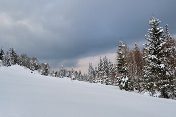 Pine trees covered with fresh fallen snow in winter mountain forest in cold gloomy evening.