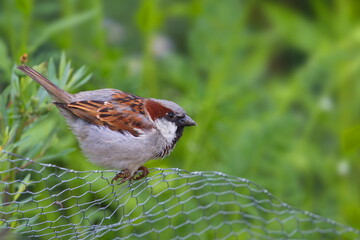 Spatz - Sperling