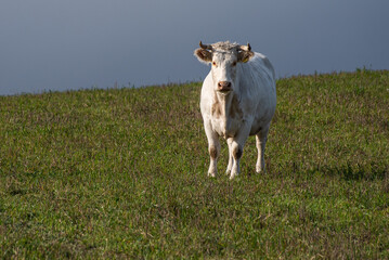 Cow standing in the pasture on autumn day. 