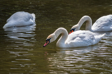 Graceful white Swans swimming in the lake, swans in the wild