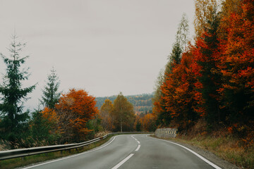 Fototapeta premium fall autumn