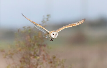Flying Barn owl