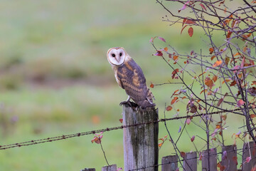 Barn owl bird