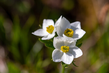 Anemonastrum narcissiflorum flower growing in mountains