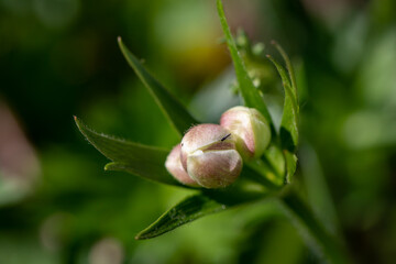 Anemonastrum narcissiflorum flower growing in mountains, close up shoot	