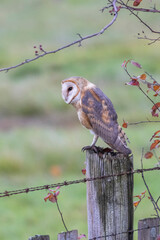 Barn owl bird