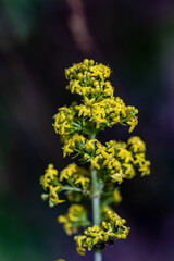 Galium verum flower in mountains, close up