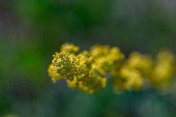Galium verum flower in mountains, close up shoot	
