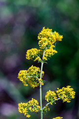 Galium verum flower growing in mountains, macro