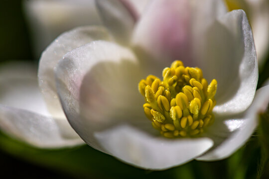 Anemonastrum narcissiflorum flower in mountains, close up