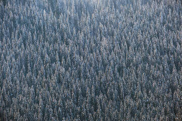 Top down aerial view of snow covered evergreen pine forest after heavy snowfall in winter mountain woods on cold quiet day.