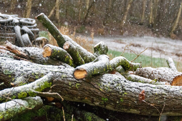 moss on tree
