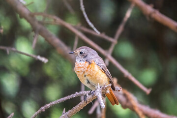 The common redstart female, Phoenicurus phoenicurus, is photographed in close-up sitting on a branch against a blurred background.