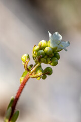 Saxifraga crustata flower growing in mountains, close up 