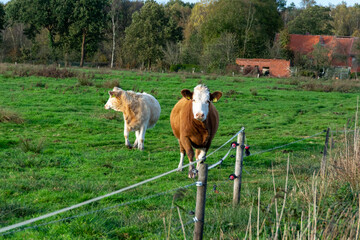 horse in a field