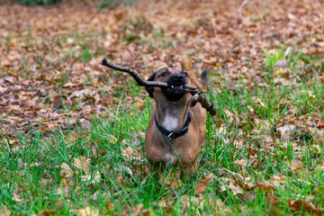 close up of a deer