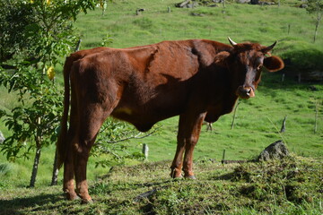 Toro