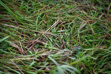 Wet green grass closeup. Dew and rain drops on fresh leaves. Natural texture, environmental concept. Selective focus on the details, blurred background.