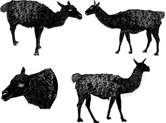 lama sketches collection isolated on white