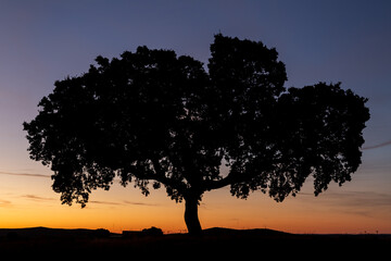Fototapeta na wymiar Quercus ilex. Silhouette of an holm oak tree at sunrise.