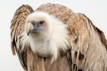 Griffon Vulture looking straight ahead. Gyps fulvus. XXVI International Conference on Falconry of the North of Spain, La Virgen del Camino, León, Spain.