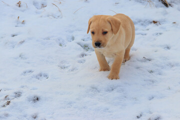 Small cute labrador retriever puppy dog in white snow