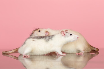 domestic rats on a pink background