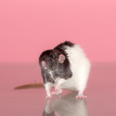 domestic rat on a pink background