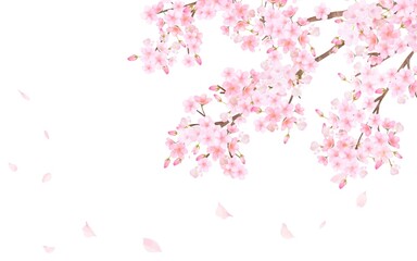 美しく華やかな満開の桜の花と花びら舞い散る春の白バック背景ベクター素材イラスト © MerciArtworks