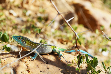 Animal, lagartija