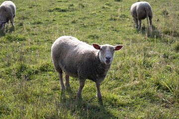 Obraz premium sheep looking