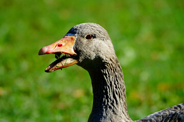 The portrait of a greylag goose eating grass in a sunny morning, in Lyon, France