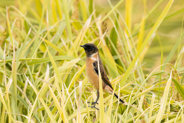 稲の葉とノビタキ