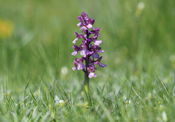 Purple flower of the green-winged orchid, Anacamptis morio