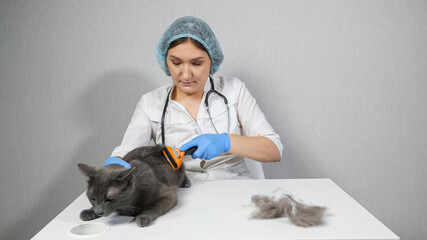 Woman veterinarian combing a gray cat with a brush.
