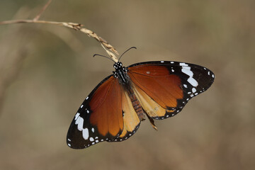 plain tiger butterfly on a leaf