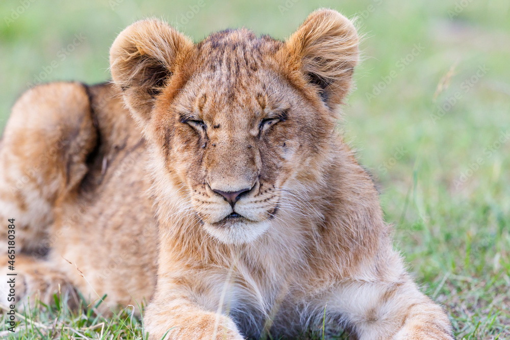 Wall mural Sleeping lion cub in the savannah