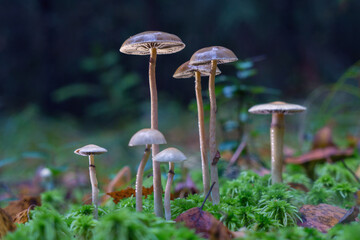 Mushrooms containing psilocybin. grow in the forest. Hallucinogenic mushrooms in their natural environment.