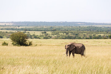 Fototapeta na wymiar Lonely Elephant walking in the savanna