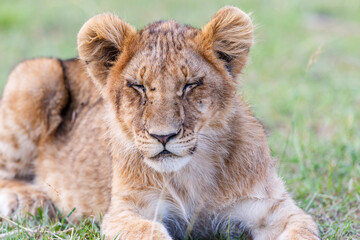 Sleeping lion cub in the savannah