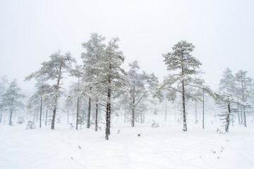 Cold winter weather on a bog with pines