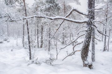 Frosty old pine tree with snow in a winter woodland
