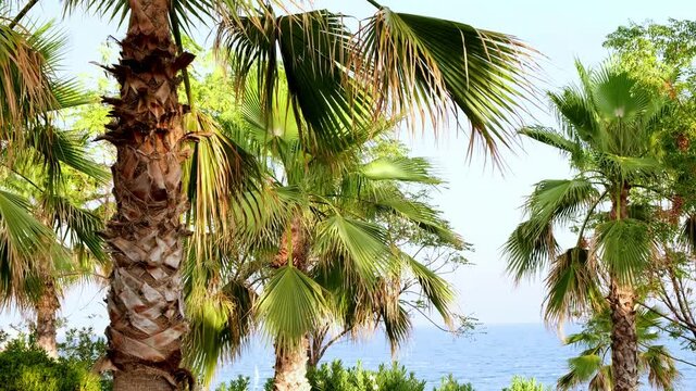palm trees are located on a background of blue sea and sky close-up. Natural calm background with palm leaves.