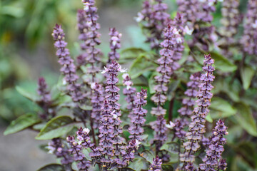 Blooming plants in the garden of the farm, illuminated by the sun.