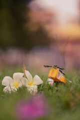 Plumeria flower with lovely toy and lovely background 