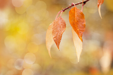 Yellow orange autumn leaf with drops from rain, Autumn season concept, natural colored autumnal foliage close up